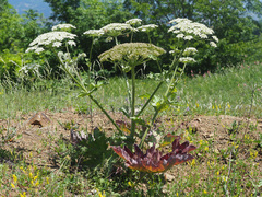 Heracleum antasiaticum