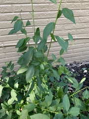 Forsythia × intermedia