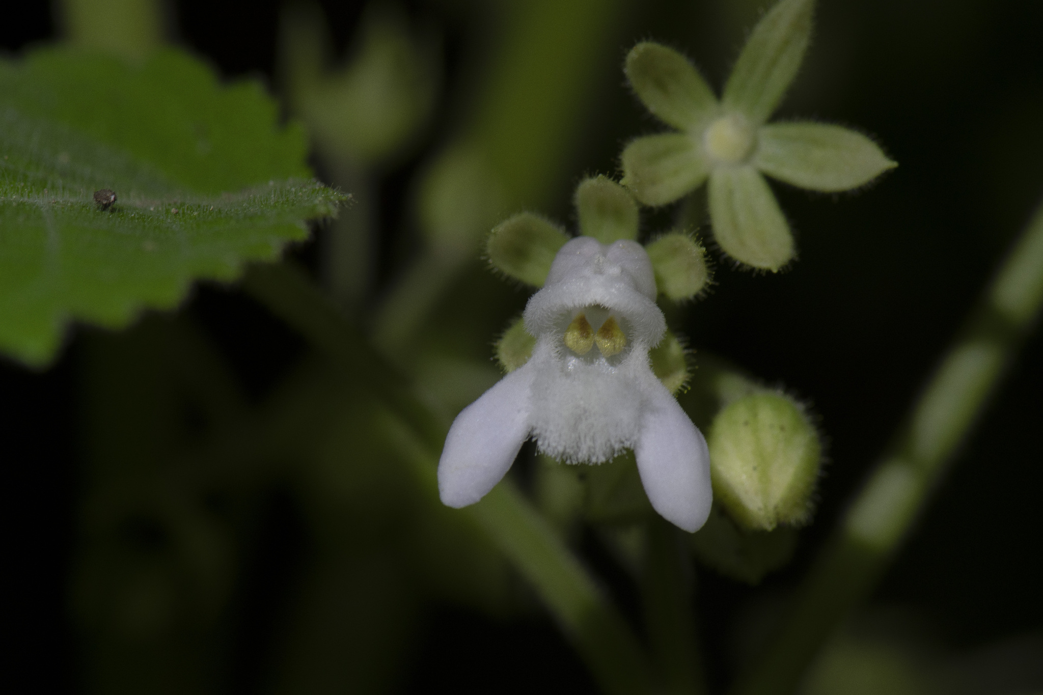 Ornithoboea pseudoflexuosa