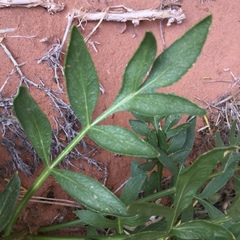 Lomatium latilobum