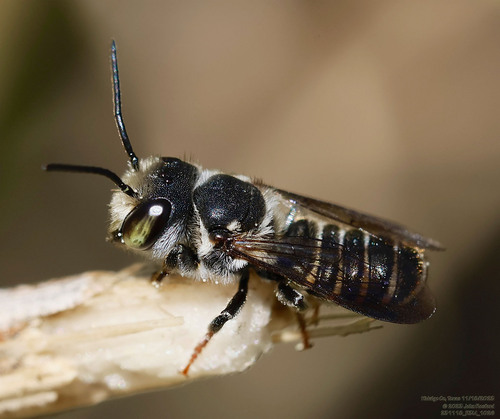 Megachile chichimeca