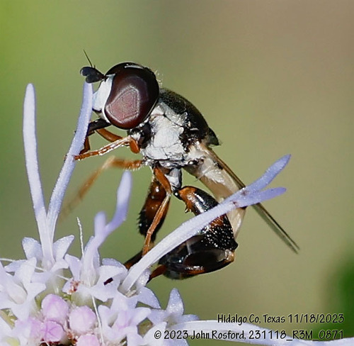Peg-legged Compost Fly photo 4