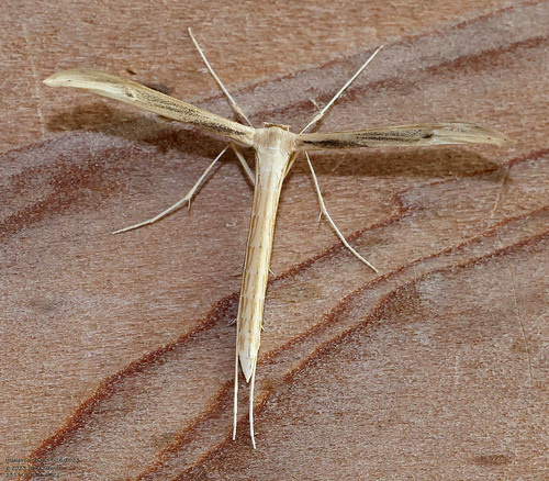 Baccharis Borer photo 4