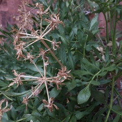Lomatium latilobum