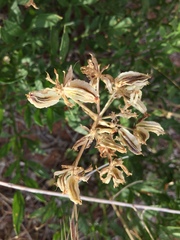 Lomatium latilobum