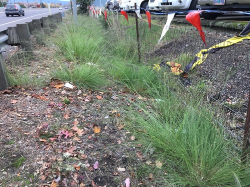 weeping lovegrass (Eragrostis curvula)