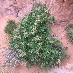 Lomatium latilobum