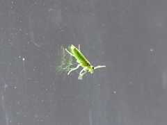 Rhogogaster punctulata