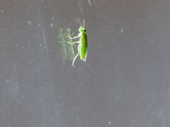 Rhogogaster punctulata