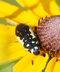 Acmaeodera pulchella