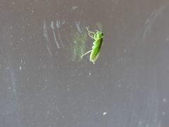 Rhogogaster punctulata