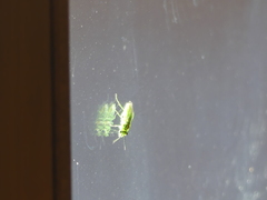 Rhogogaster punctulata