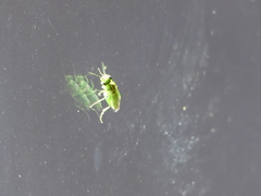 Rhogogaster punctulata