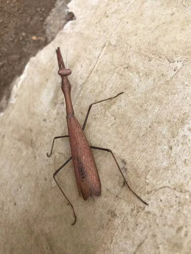 Asian Jumping Mantis