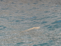 Chrysaora melanaster