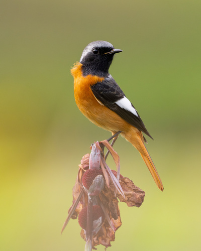 Daurian Redstart