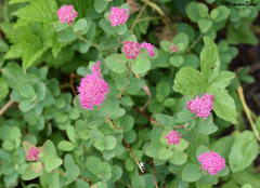 Spiraea splendens