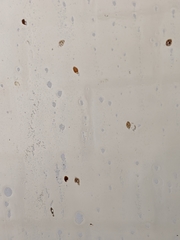 Sphaerobolus stellatus