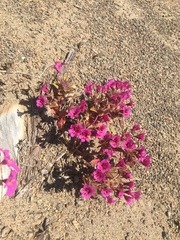 Diplacus deschutesensis