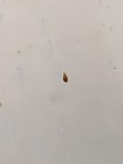 Sphaerobolus stellatus