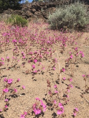 Diplacus deschutesensis