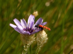 Zygaena hilaris