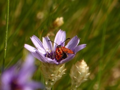 Zygaena hilaris