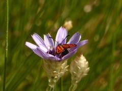 Zygaena hilaris