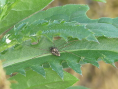 Platybunus