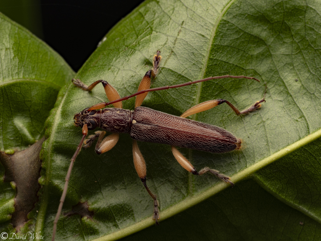 Ceresium australiensis