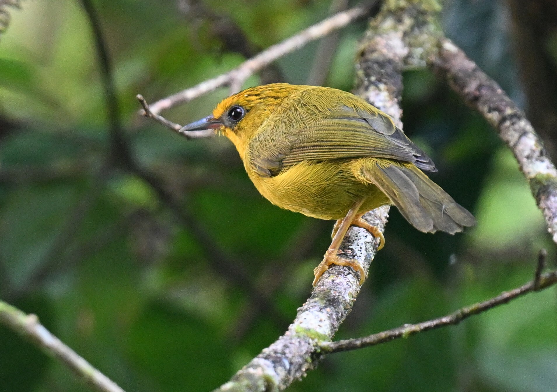 Golden Babbler