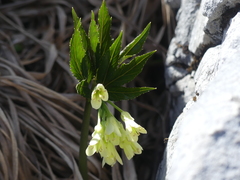 Cardamine enneaphyllos