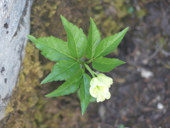 Cardamine enneaphyllos