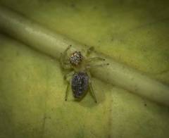 Thyene coccineovittata