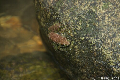 Borneo Splash Frog, Staurois tuberilinguis