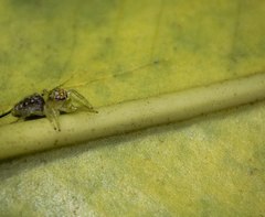 Thyene coccineovittata