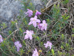 Rhodothamnus chamaecistus