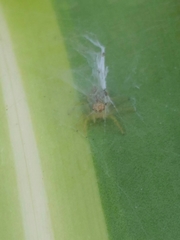 Thyene coccineovittata