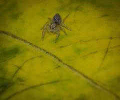 Thyene coccineovittata