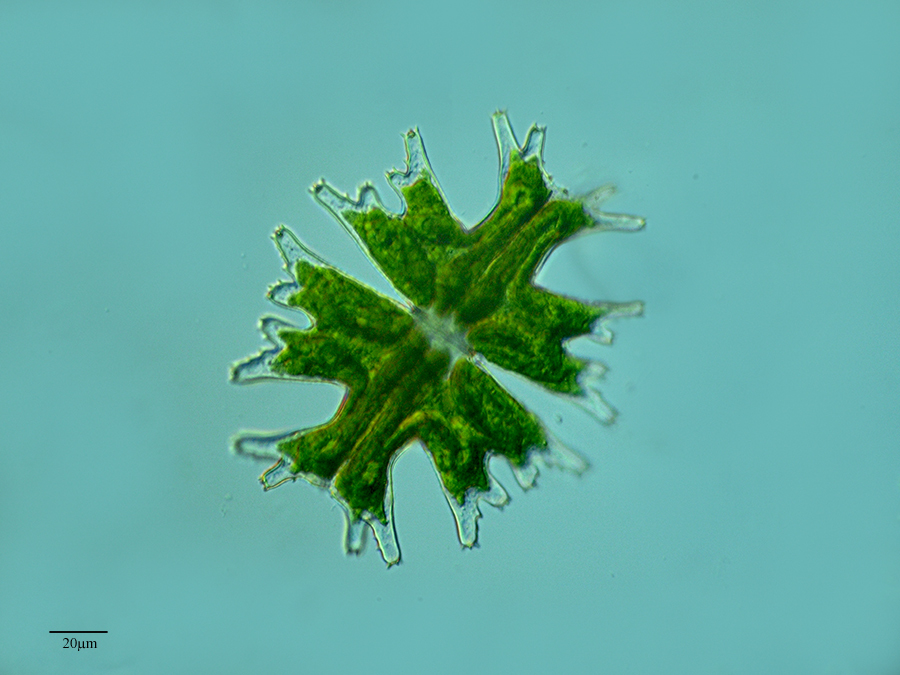 Desmidiaceae