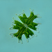 Desmidiaceae - Photo (c) Proyecto Agua, algunos derechos reservados (CC BY-NC-SA)