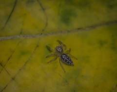 Thyene coccineovittata