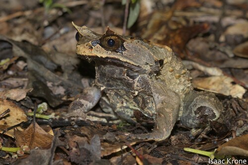 Pelobatrachus kobayashii