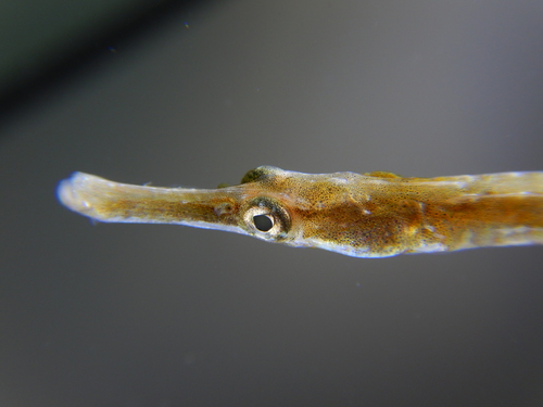 Lesser Pipefish, Anne Port, photo 9 of 10