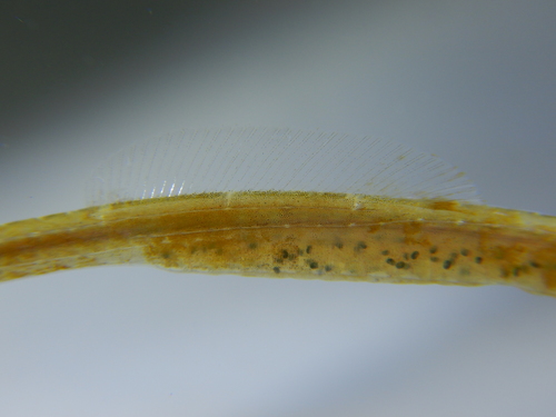 Lesser pipefish (Syngnathus rostellatus) — Syngnathidae — 4