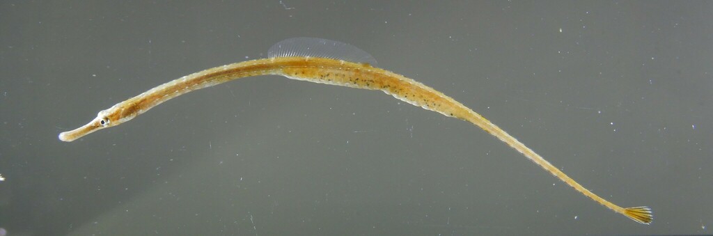 Lesser pipefish (Syngnathus rostellatus) — Syngnathidae