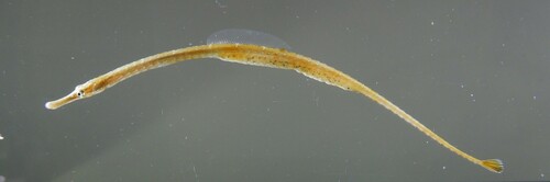 Kleine zeenaald (Syngnathus rostellatus) — Syngnathidae