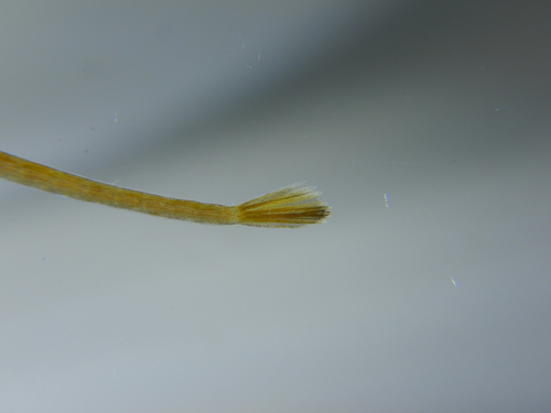 Lesser pipefish (Syngnathus rostellatus) — Syngnathidae — 3