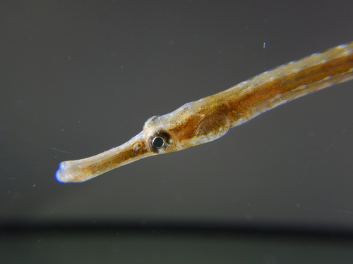 Lesser pipefish (Syngnathus rostellatus) — Syngnathidae — 2