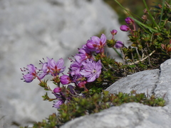 Rhodothamnus chamaecistus